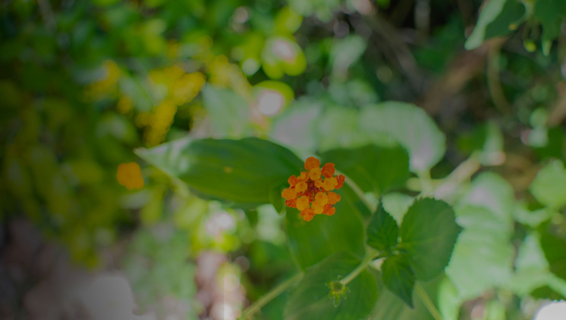 Tsukan Santuario de Vida naturaleza vegetacion planta verde flor naranja